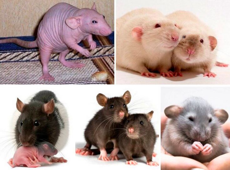 Сколько живут крысы