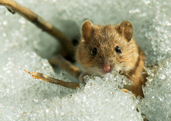 Спят ли мыши зимой?