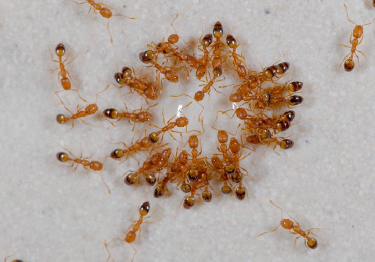 Средства от муравьев в квартире