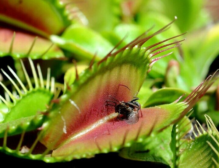 Мухоловка - цветок, поедающий насекомых