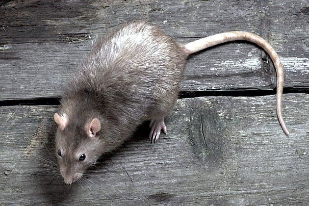 Виды и породы крыс