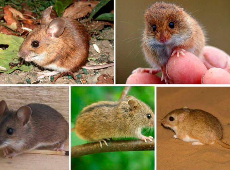 Виды и разновидности мышей