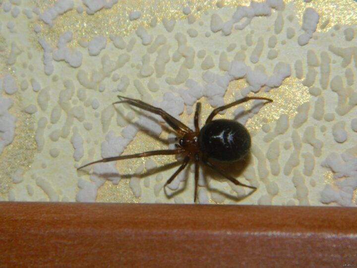 Виды пауков, живущих в доме