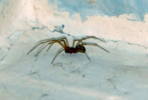 Виды пауков, живущих в доме