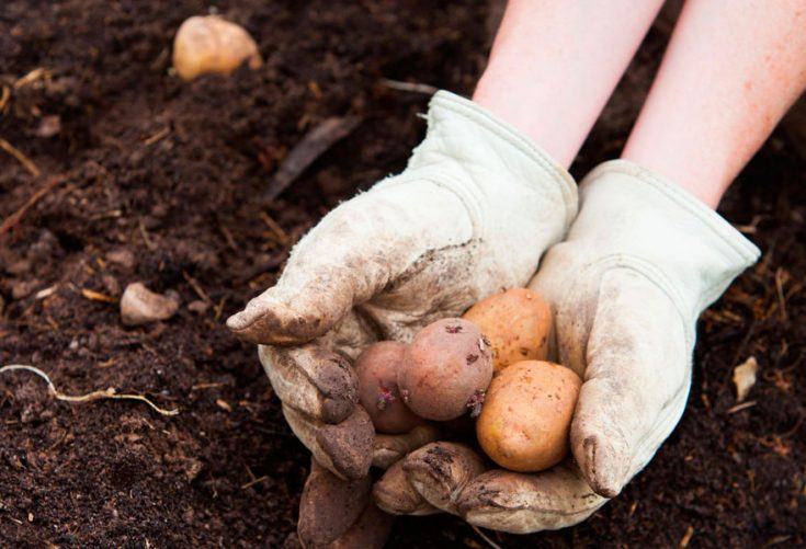 Борьба с вредителями и картофелем