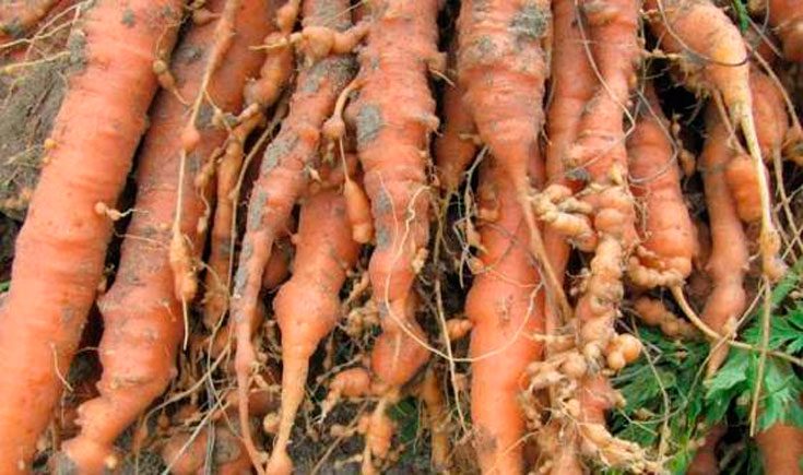 Паразиты моркови