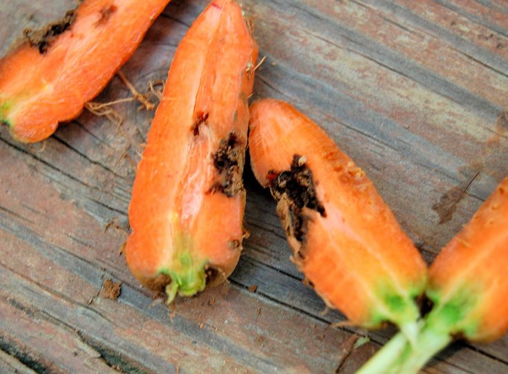 Паразиты моркови