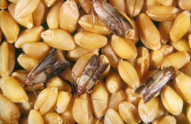 Пшеничная или пищевая моль