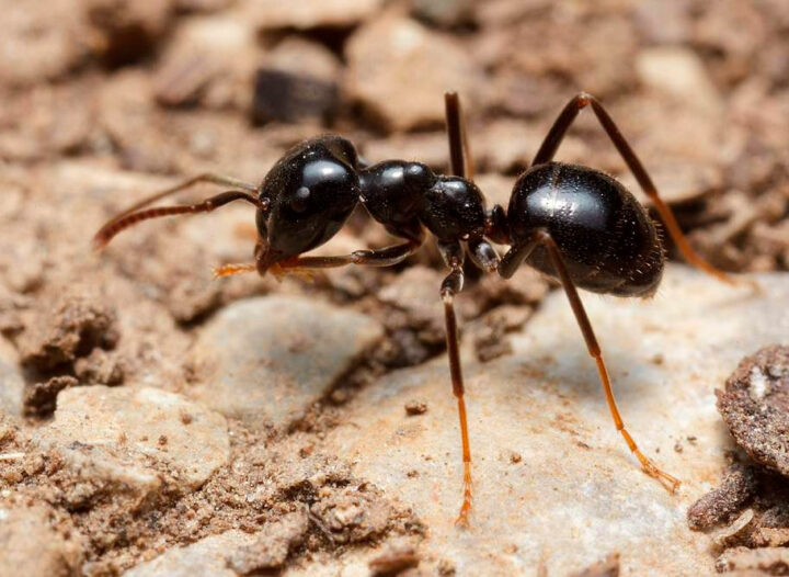 Животные, которые едят муравьев