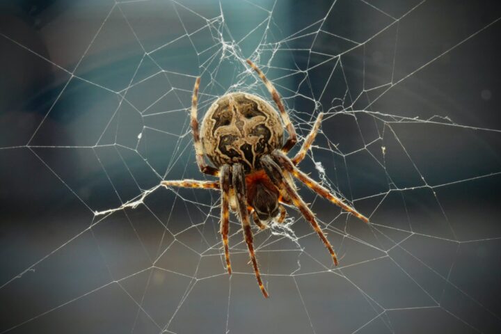 Арахнофобия: что делать со страхом пауков?