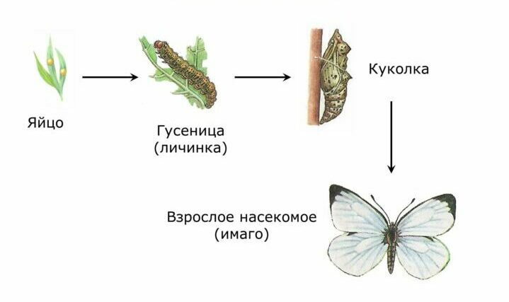 Капустная бабочка и гусеницы на капусте