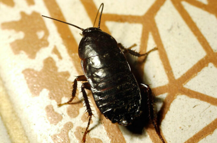 Большие черные тараканы дома