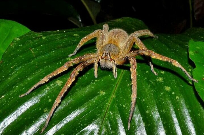 Бразильский странствующий паук и его опасность для человека