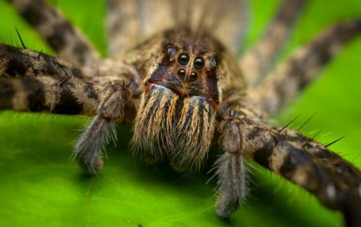 Бразильский странствующий паук и его опасность для человека