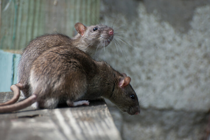 Чем крысы отличаются от мышей?