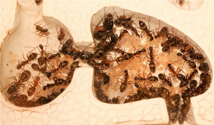 Чем полезны и вредны муравьи?