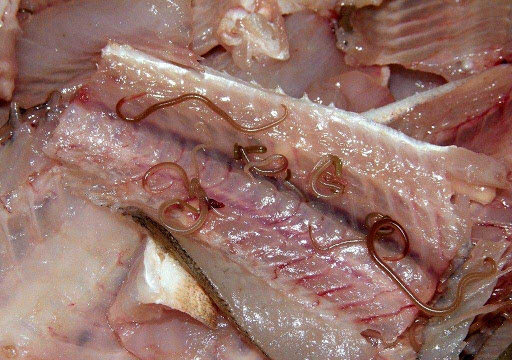 Черви у рыб: виды гельминтов и их опасность