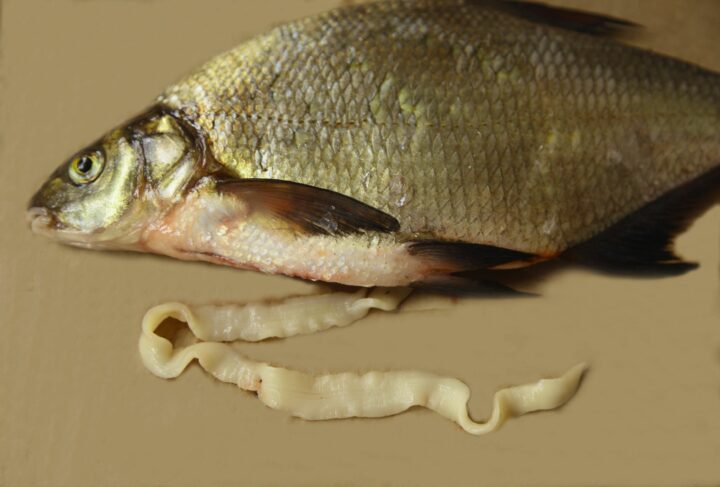 Черви у рыб: виды гельминтов и их опасность