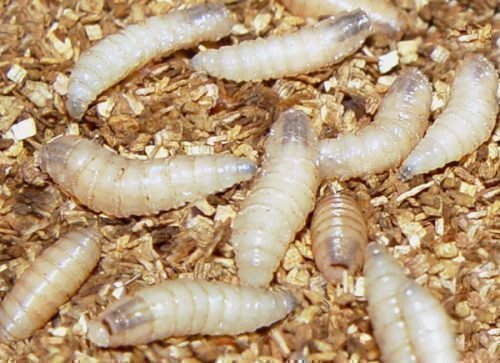 Что будет, если съесть личинку мухи?