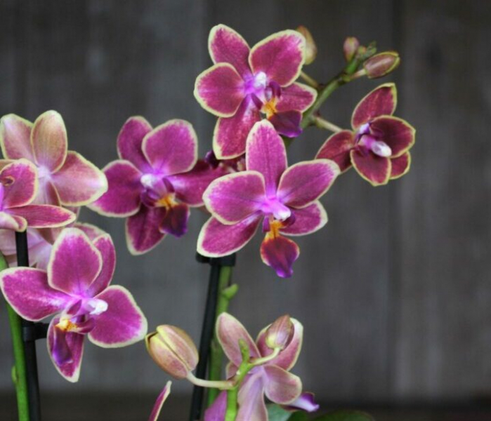 Что делать, если в орхидеях есть мошки