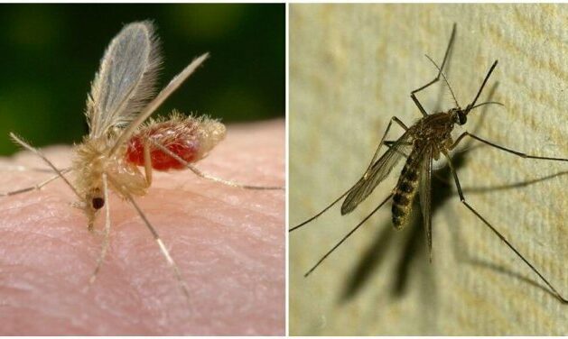 Что такое комар и чем он отличается от комара