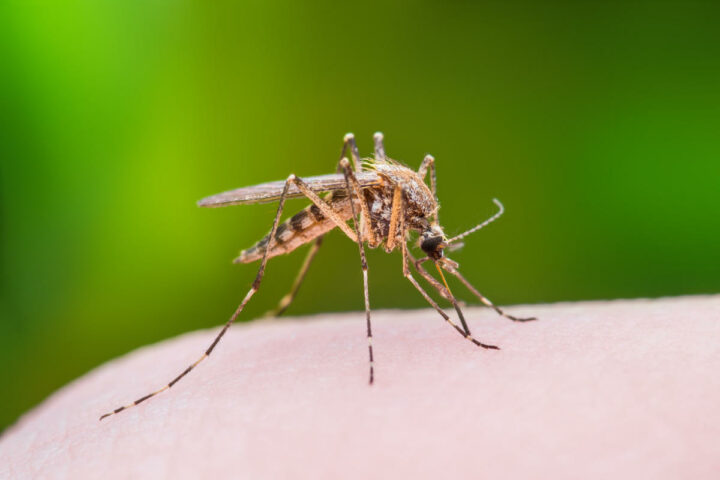 Эффективные репелленты от комаров