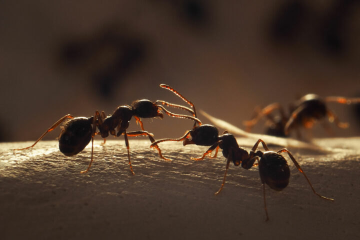 Эффективные домашние средства от муравьев