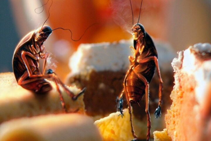 Гнезда тараканов: поиск и уничтожение