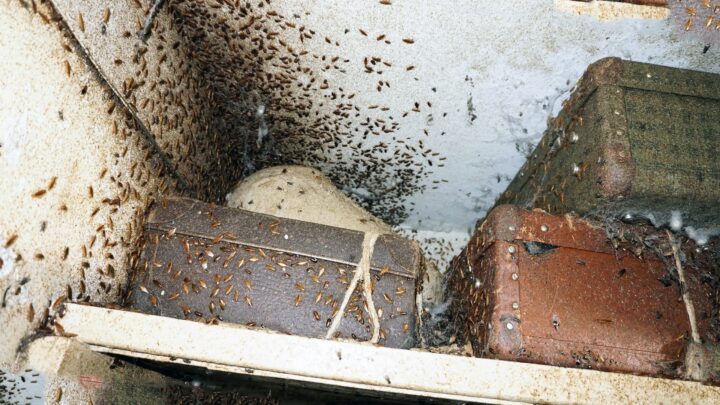 Гнезда тараканов: поиск и уничтожение