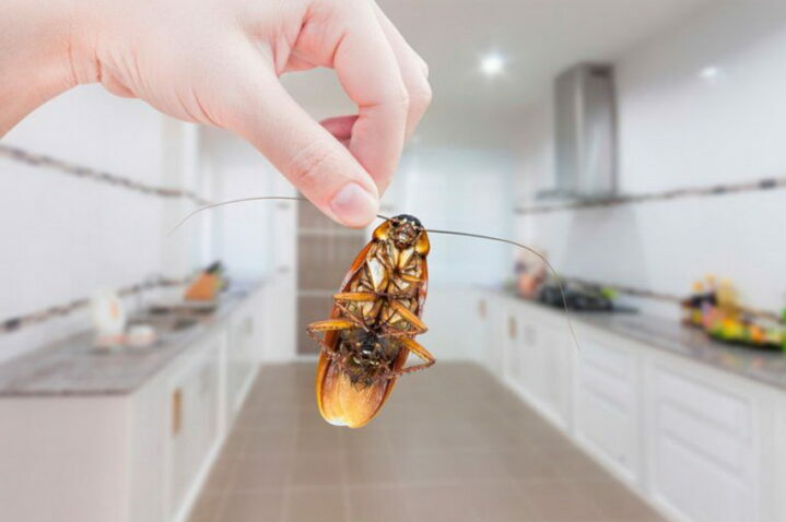 Как избавиться от домашних тараканов в квартире
