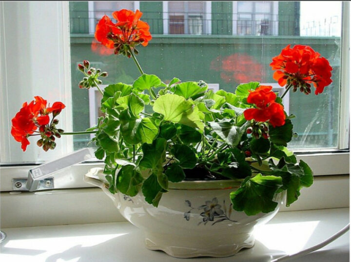 Как избавиться от тли на комнатных растениях
