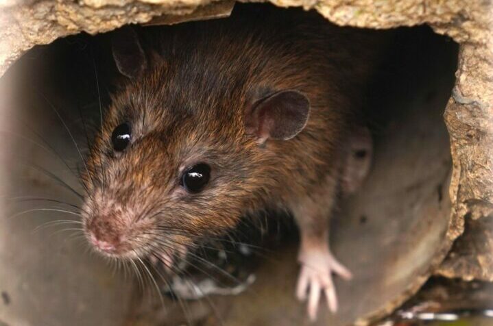 Как выбрать репеллент от мышей и мышей