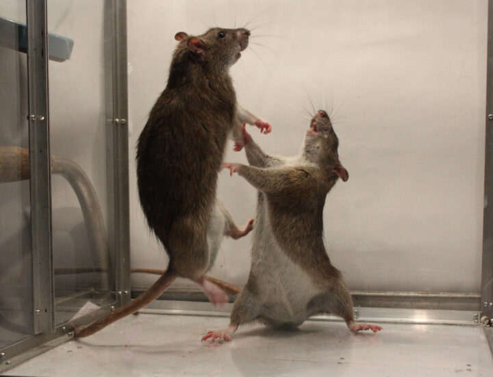 Как выбрать репеллент от мышей и мышей