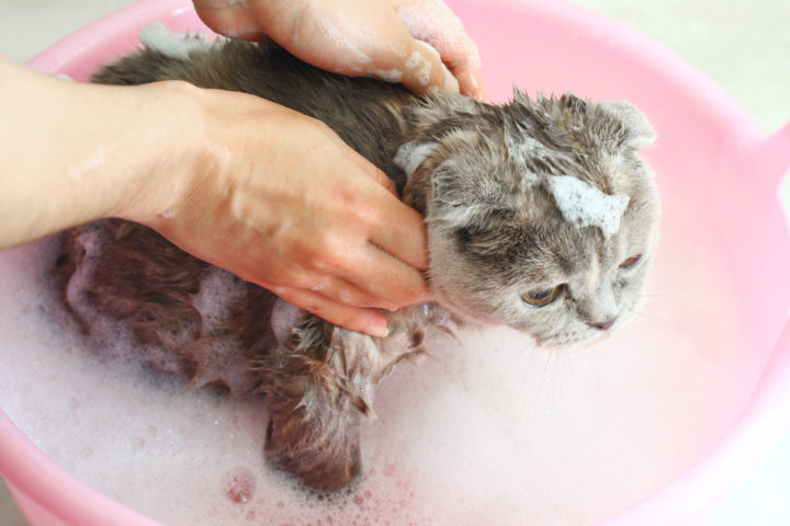 Когда можно отмывать котят от блох?