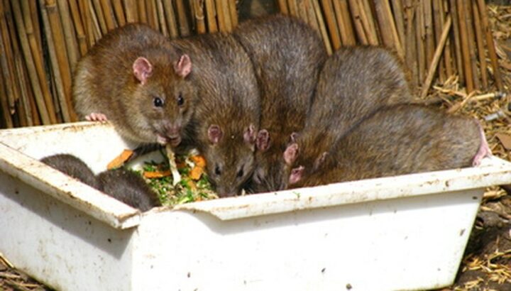 Крысы в ​​деревне и в саду