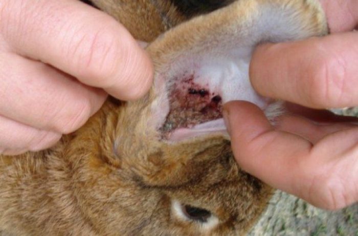 Лечение кроликов от ушных клещей