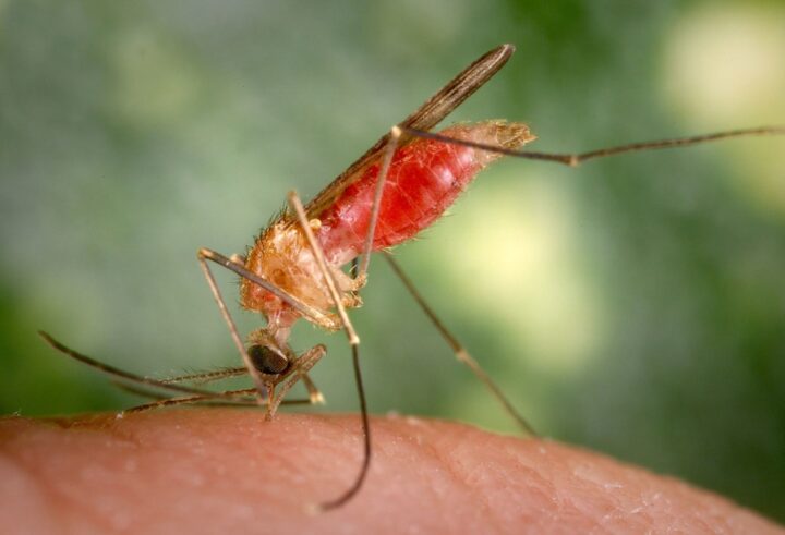 Комар Anopheles и опасность его укуса