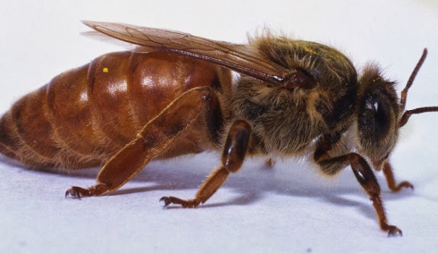 Пчелиная матка: значение и образ жизни