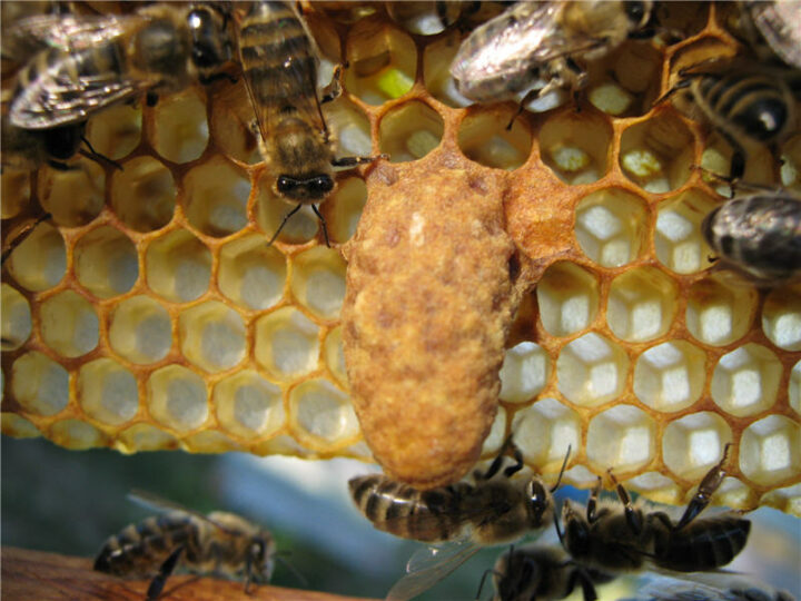Пчелиная матка: значение и образ жизни
