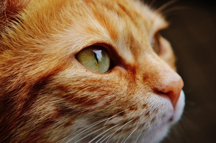 Наружные и внутренние паразиты у кошек