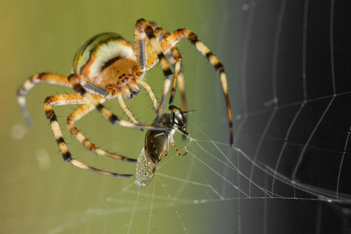 О том, чем питается паук на природе и в домашних условиях