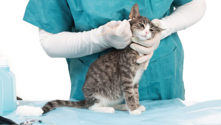 Опасен ли кошачий ушной клещ для человека?