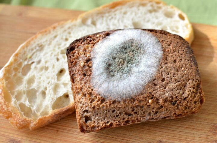 Плесень на хлебе и причины их появления