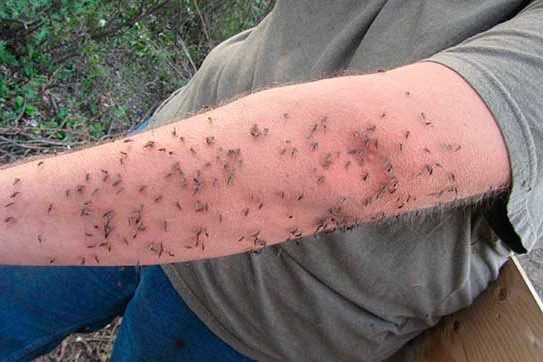 Почему не всех кусают комары?