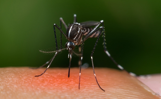 Почему не всех кусают комары?