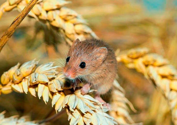 Урожайная мышь