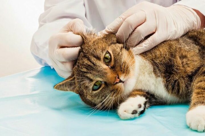 Лекарства для лечения ушных клещей у кошек