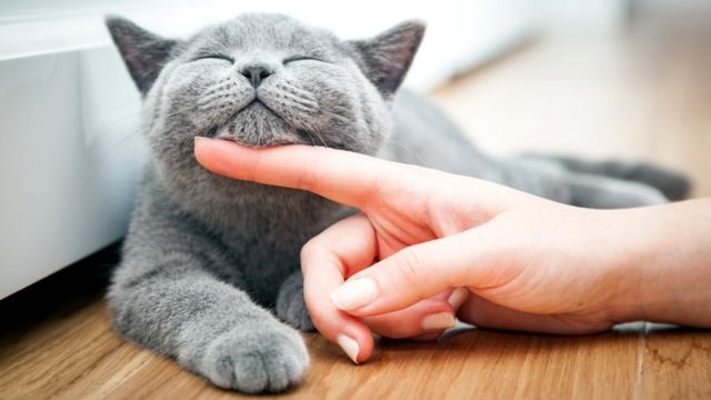 Лекарства для лечения ушных клещей у кошек