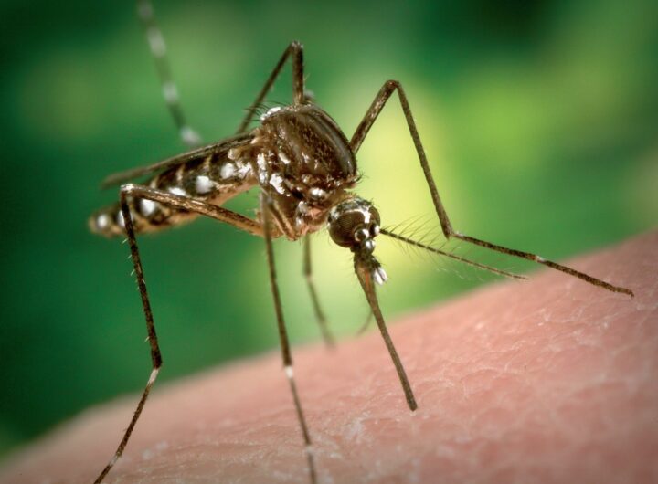 Продолжительность жизни комара