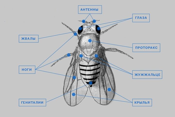 Размножение и развитие мух